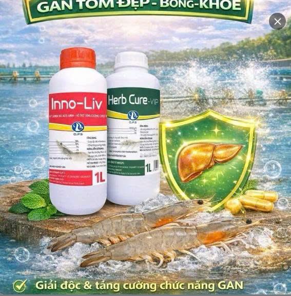 [ BỘ ĐÔI GAN TÔM ] - HERB CURE-VIP + INNO-LIV -Gan tôm đẹp, bông, khỏe - Giải Độc Tăng cường chức năng gan, chống sốc, ổn định tôm yếu, bổ sung vitamin, thảo dược giúp gan khỏe mạnh